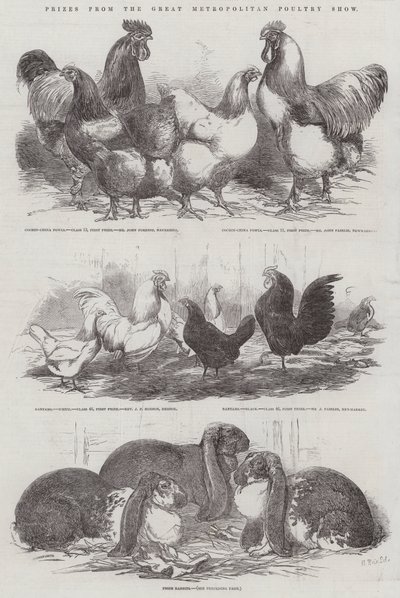 Prizes from the Great Metropolitan Poultry Show by Harrison William Weir